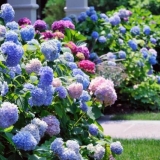 Kako odabrati ukrasno grmlje: osnovni kriteriji, popularne sorte